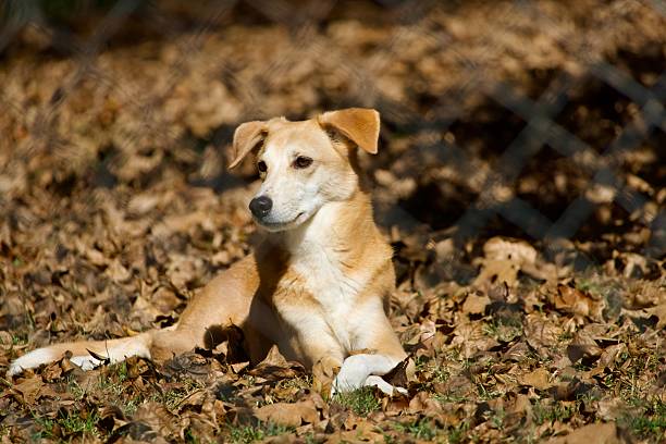 Lovely tan and white mixed breed pet dog in autumn sunshine and fallen leaves