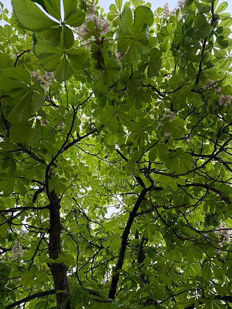 Branches and leaves of trees from bottom to top, chestnut
