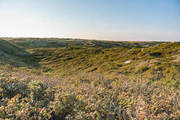 Gentle dunes covered in green vegetation bathe in warm evening light. A peaceful, natural landscape stretches beneath a clear blue sky.