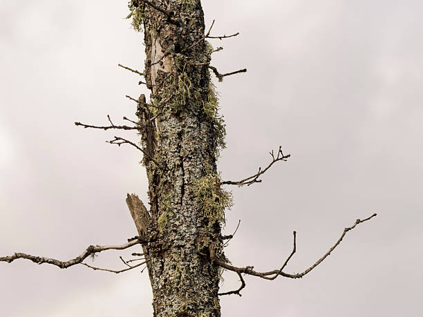 Old oak trunk covered in lichen with dry branches