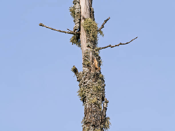 Old oak trunk covered in lichen with dry branches
