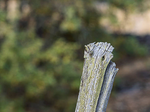 Old lichen-covered oak trunk used as a bird perch