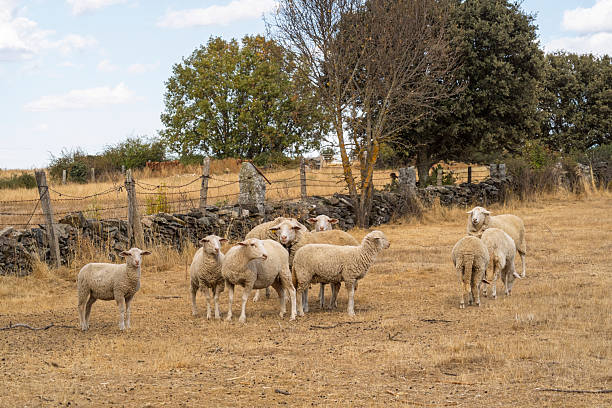 Sheep in a dry field