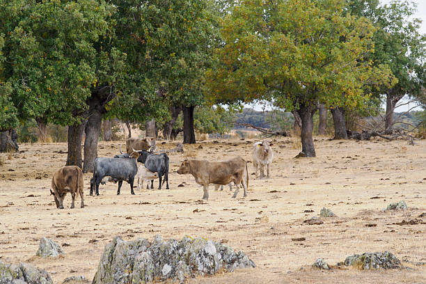 Morucha breed cattle in the Salamanca countryside