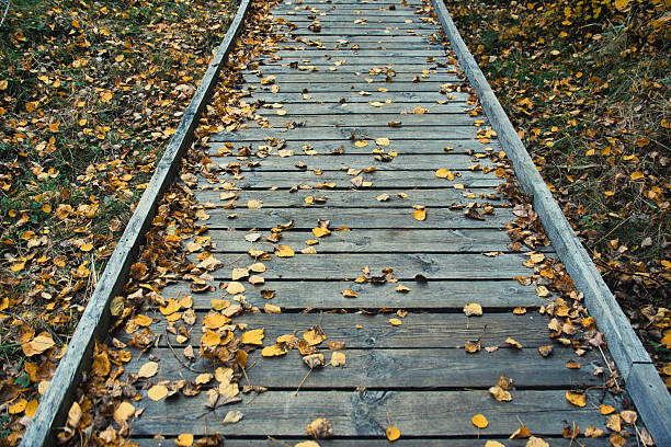 Serene autumn scene with golden leaves scattered on a rustic wooden boardwalk, perfect for nature, travel, and seasonal design projects.