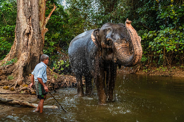 Mahout bathing his elephant in the river