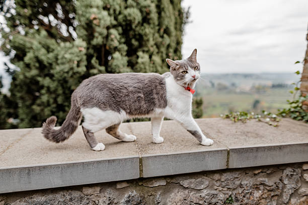 little cat in an italian village