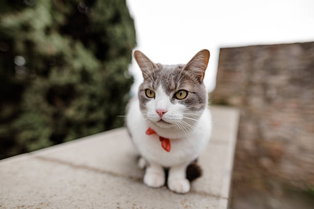 little cat in an italian village