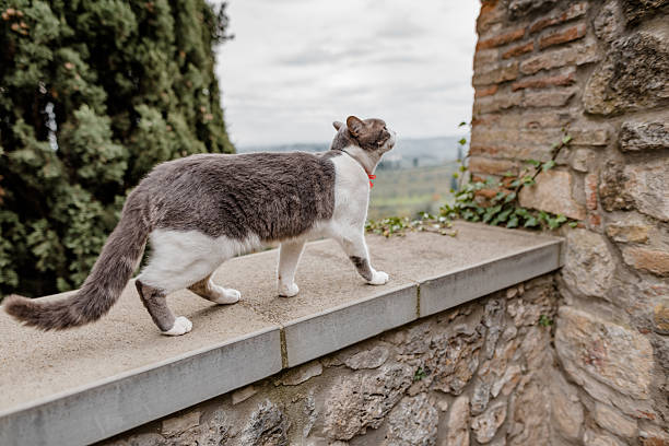 little cat in an italian village