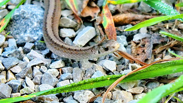 istock DeKay's brownsnake in the wild 2241437289