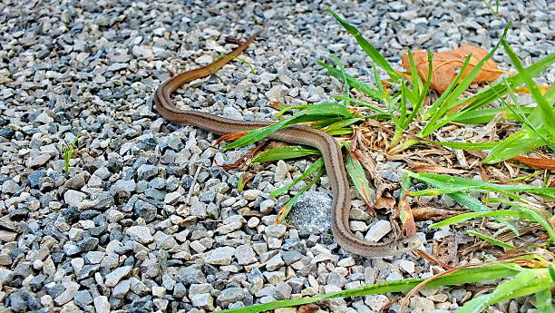 istock DeKay's brownsnake in the wild 2241437303