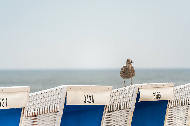 A seagull perches atop blue and white beach chairs by the sea. The calm ocean forms a soft horizon behind it.