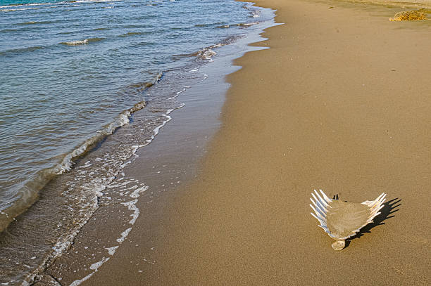Sea scenes