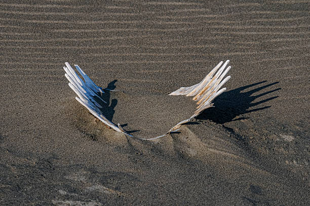Sea turtle skeleton on the sand - Yumurtalık Lagoon National Park