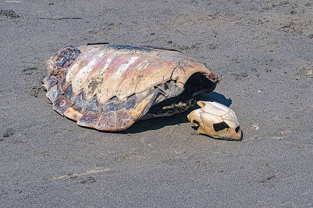 istock Sea turtle's head and skeleton on sea sand 2241438769