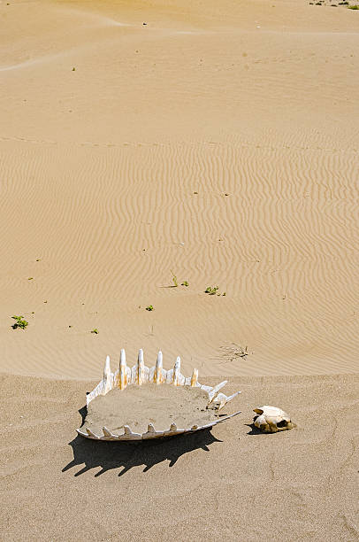 istock Sea turtle skeleton on sea sand 2241439070