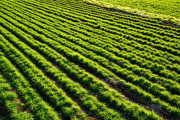 A photo of a tranquil field landscape