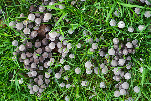 Stock photo shows a group of toadstools and fungi growing on a damp garden lawn, surrounded by soggy soil and grass. This autumn image highlights seasonal fungal growth, natural textures, and garden biodiversity