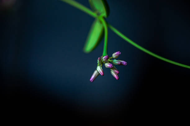 A detailed macro photograph of Rangoon creeper (Quisqualis indica) flowers, showcasing their vivid colors and natural botanical beauty.