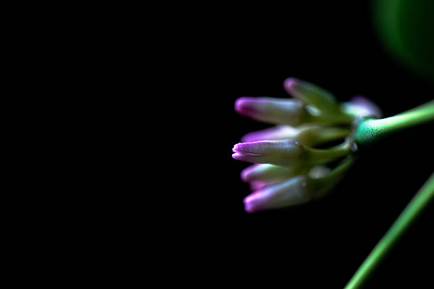 A detailed macro photograph of Rangoon creeper (Quisqualis indica) flowers, showcasing their vivid colors and natural botanical beauty.
