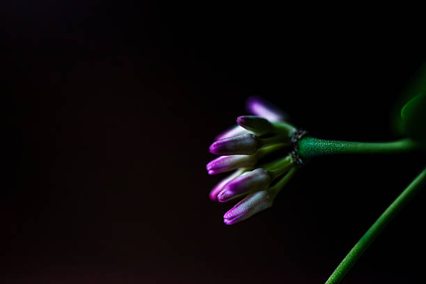 A detailed macro photograph of Rangoon creeper (Quisqualis indica) flowers, showcasing their vivid colors and natural botanical beauty.