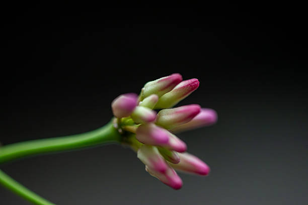 istock Macro Photo of Rangoon Creeper (Quisqualis indica) 2241442199