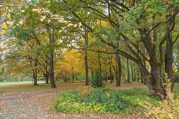Colorful park with tall trees and yellow foliage. A path and benches invite visitors to enjoy the autumn scenery.
