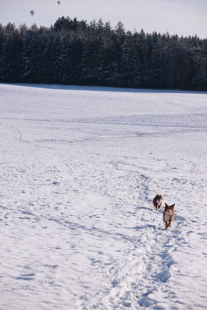 An African American man and his dog hiking in the snow covered mountain areas of Washington state, USA.  An exciting winter adventure.