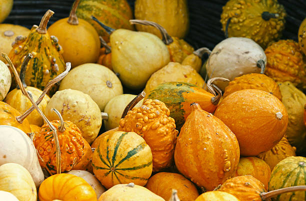 colorful ripe pumpkins
