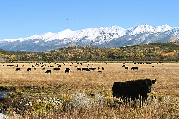 istock Snowy Mountains and Black Cattle 2241447450