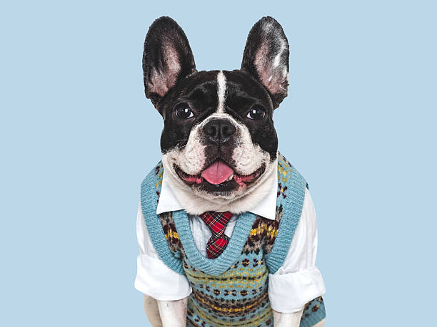 istock Cute puppy, wool vest and red tie. Studio shot 2241447661
