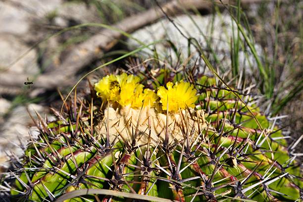 istock Dandelions blooming through thorny wild landscape 2241450760
