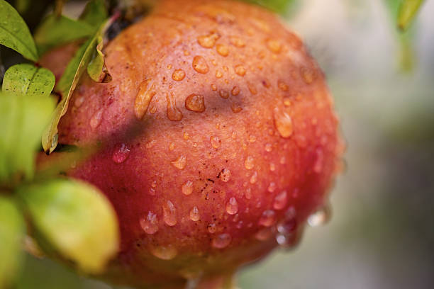 istock pomegranate hanging from the tree with drops of water from rain 2241451029