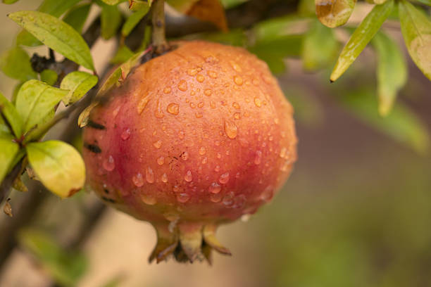 ripe  pomegranate covered with morning dew droplets hanging on tree branch surrounded by green leaves, organic produce ready for harvest in autumn orchard