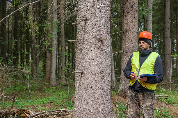 istock A man, a forest engineer, works in the forest. 2241451150
