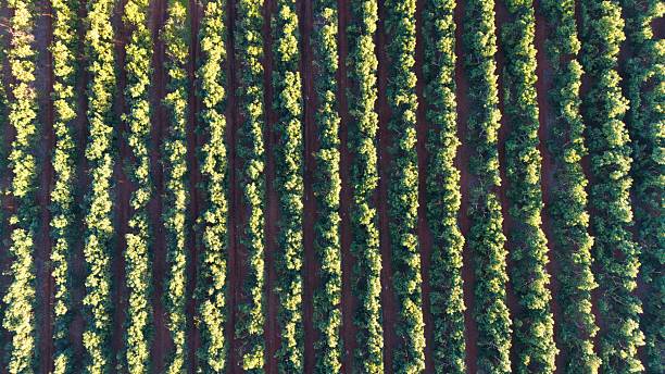 istock Vibrant yellow and green forest canopy from above. 2241451516