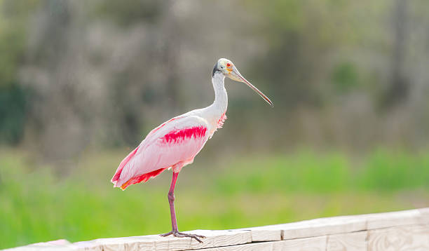 istock Roseate Spoonbill (Platalea ajaja) On Boardwalk, Florida, USA 2241451909