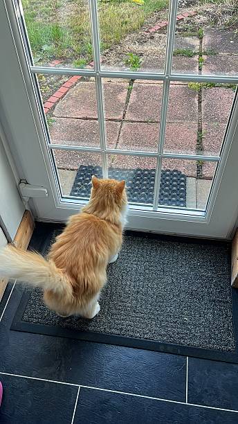 istock Ginger fluffy cat is standing in front of the front door, waiting for its owner from work 2241453281