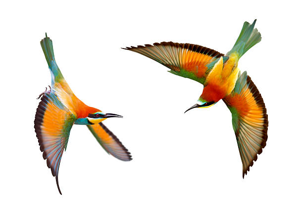 istock Two colorful Bee-eaters Merops apiaster in a dynamic paired flight, isolated on white 2241453397