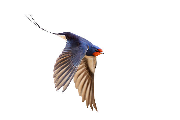 istock Barn Swallow Hirundo rustica in flight with its elegant tail, isolated on a white background 2241453403