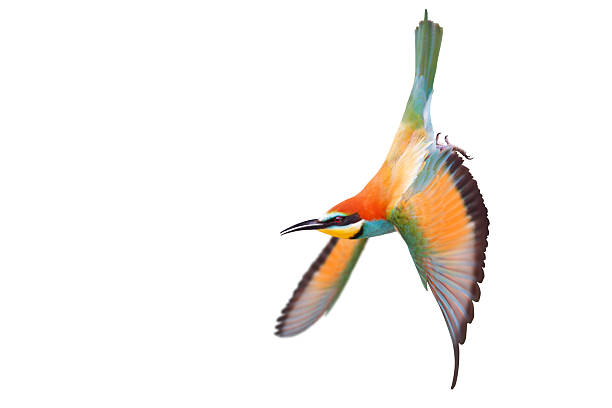 istock Exotic Bee-eater bird Merops apiaster in flight with outstretched wings, isolated on white 2241453404