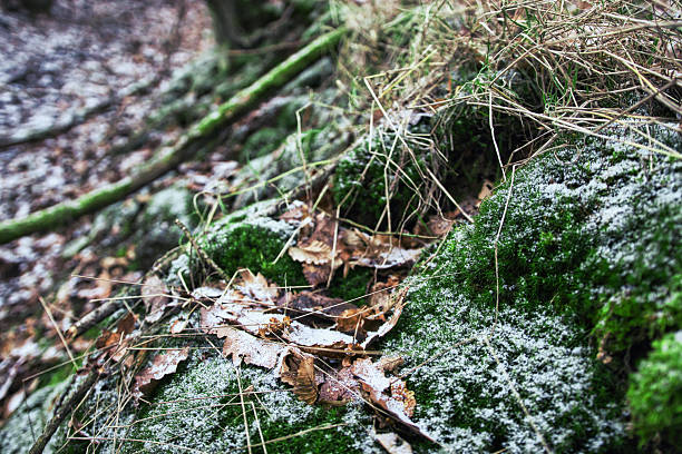 Lush, mossy forest floor with frozen leaves and twigs in a winter wonderland.