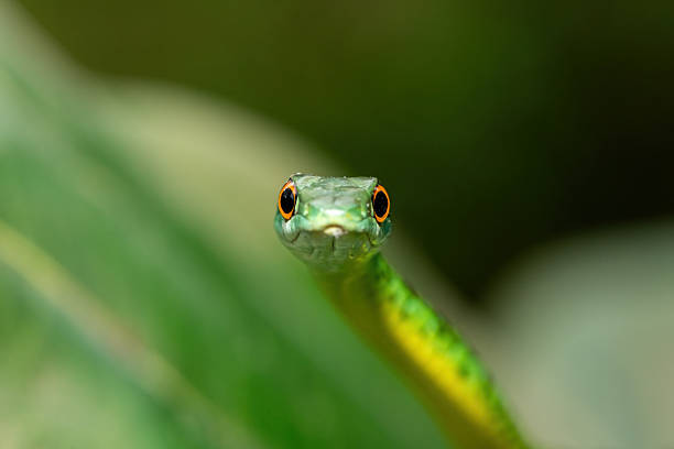 istock An adorable Spotted Bush Snake (Philothamnus semivariegatus) 2241453778