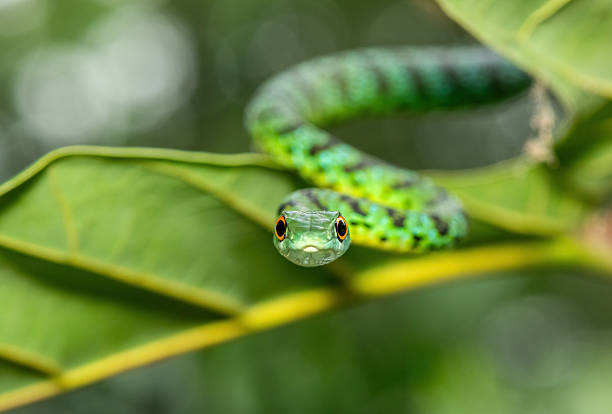 istock An adorable Spotted Bush Snake (Philothamnus semivariegatus) 2241454034