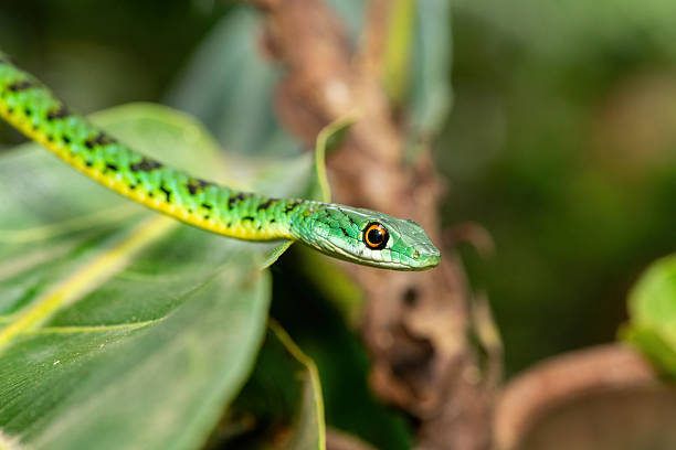 istock An adorable Spotted Bush Snake (Philothamnus semivariegatus) 2241454035