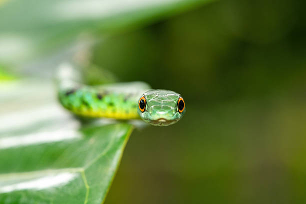 istock An adorable Spotted Bush Snake (Philothamnus semivariegatus) 2241454096