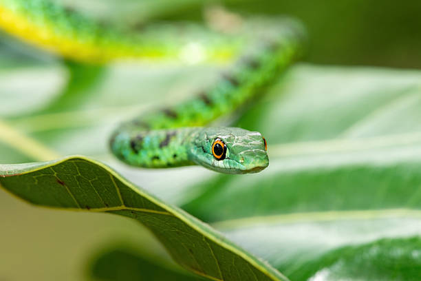 An adorable Spotted Bush Snake (Philothamnus semivariegatus) climbing a small tree – Non-venomous endemic African reptile