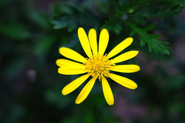 istock Bright yellow daisy blooming in green landscape 2241454755