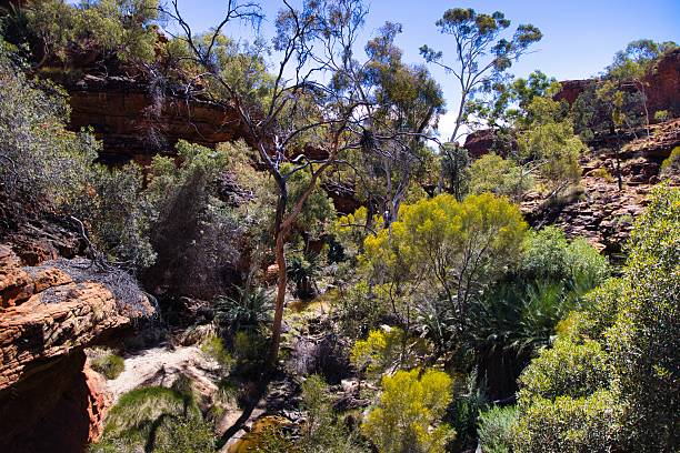 istock Vibrant Outback oasis with yellow flowers and waterfalls 2241454870