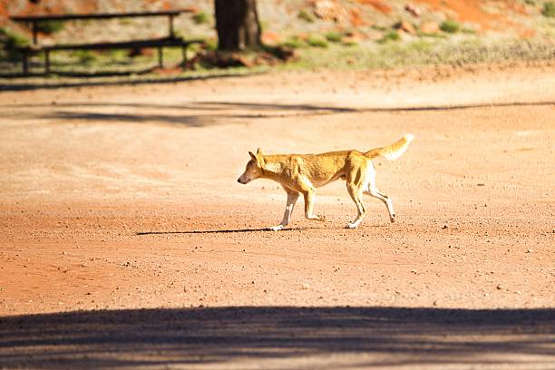 yellowish brown dog, concentrated. canine pet